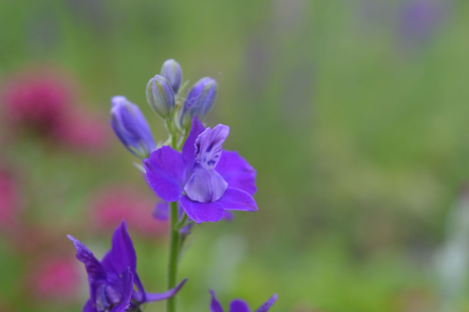 Nikon D3200 sample photo. Polish flowers, garden, nature photography