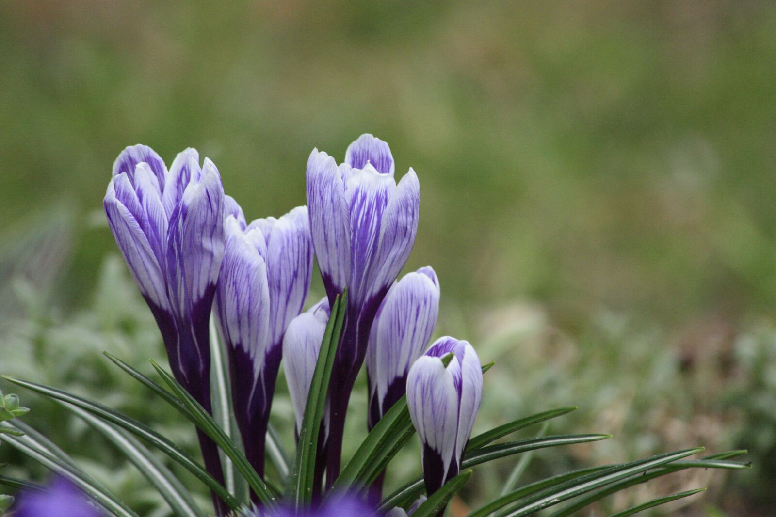 Canon EOS 450D (EOS Rebel XSi / EOS Kiss X2) sample photo. Spring, nature, flower photography