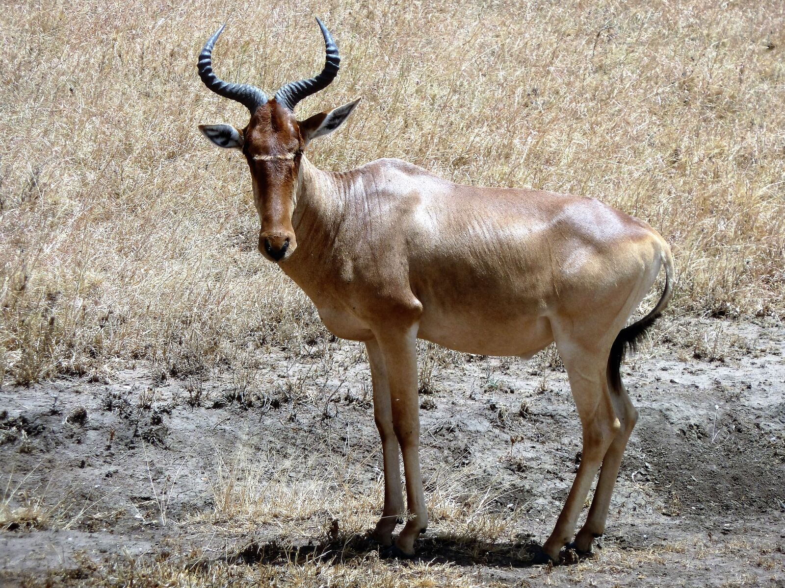 Panasonic Lumix DMC-ZS5 (Lumix DMC-TZ8) sample photo. Nature, goat, fast photography