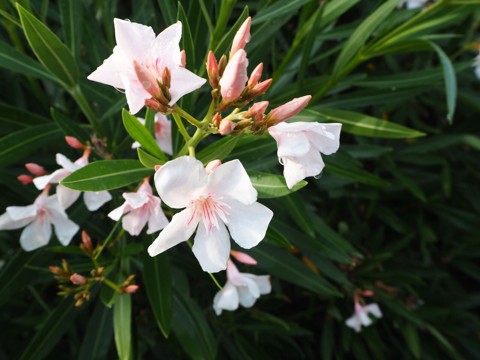 Olympus OM-D E-M10 sample photo. Oleander, flower, summer photography