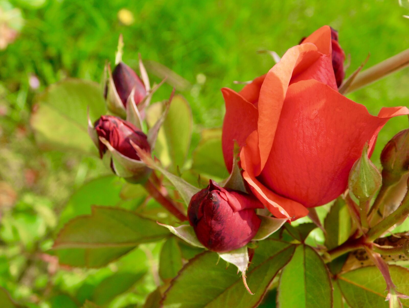 Nikon Coolpix B500 sample photo. Roses, blooms, blossom photography