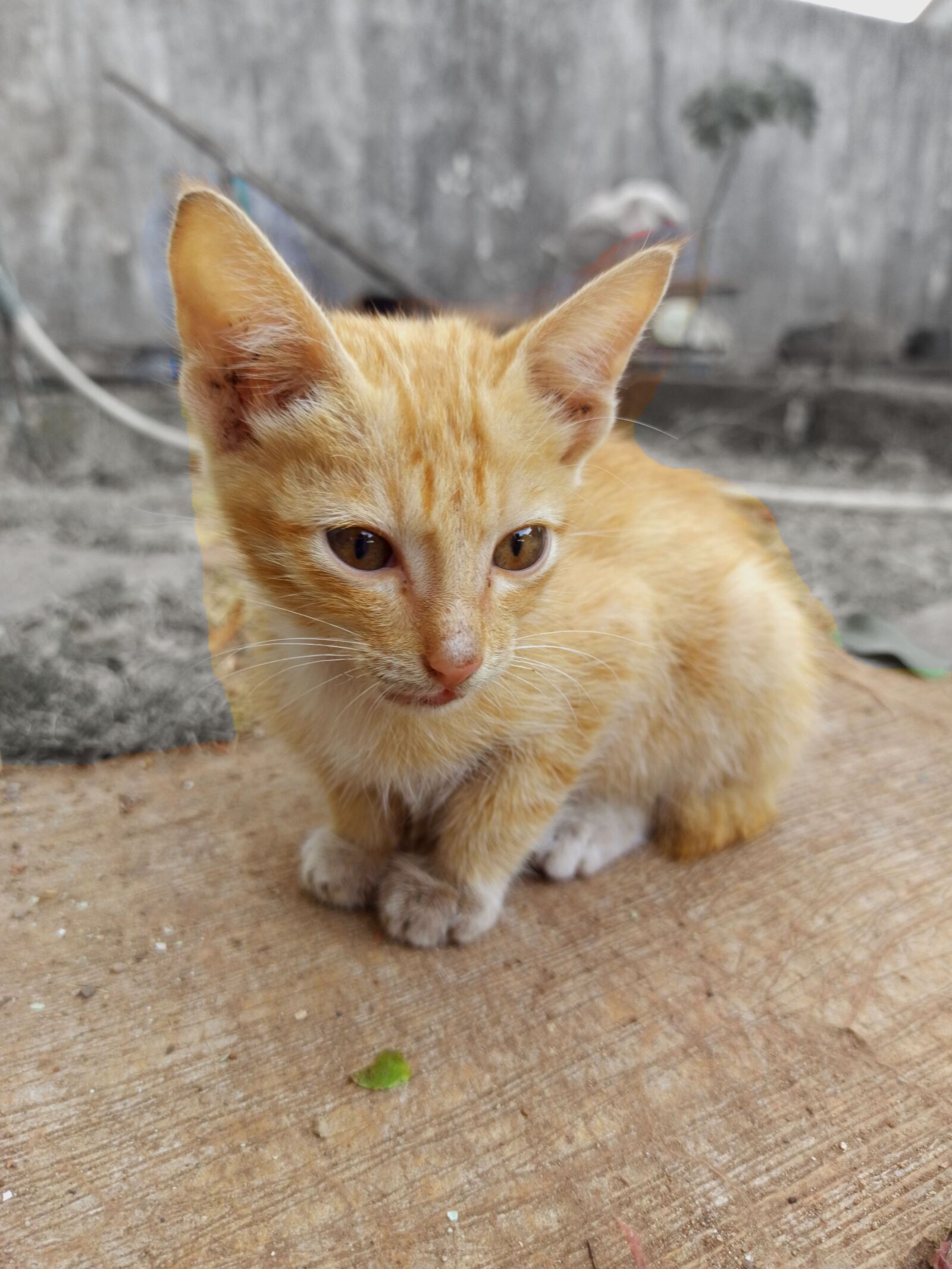 Xiaomi Redmi Note 8 Pro sample photo. Cat, pet, kitten photography