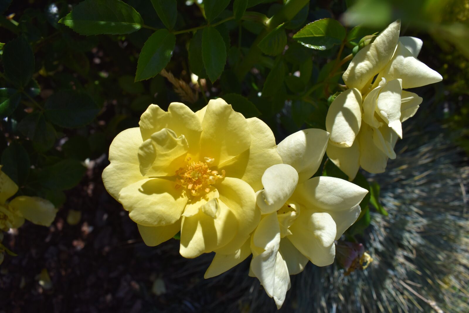 Nikon D5600 sample photo. Flower, yellow, petals photography