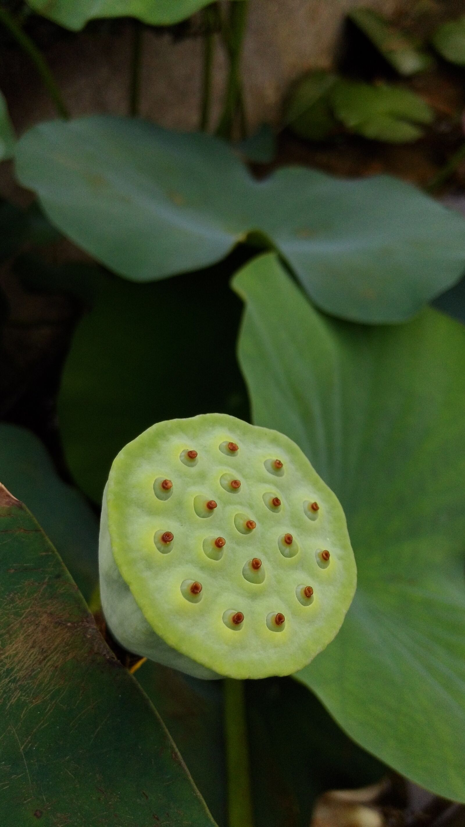 ASUS PadFone sample photo. Lotus, flower, plant photography