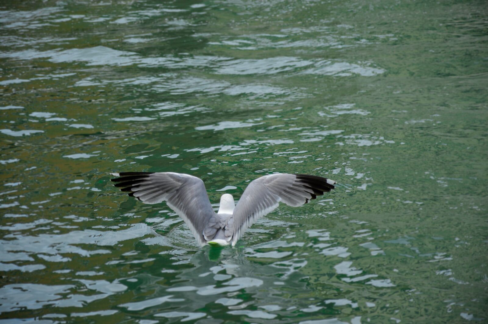 Nikon D3200 sample photo. Gull, wings, flight photography