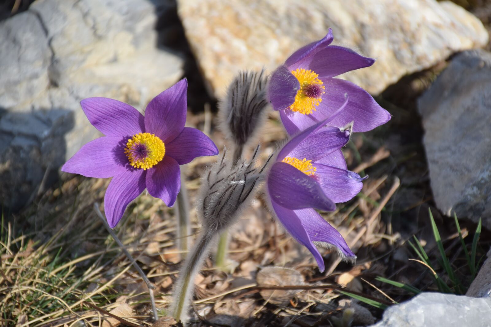 Nikon D3300 sample photo. Anemone, pulsatilla grandis, purple photography
