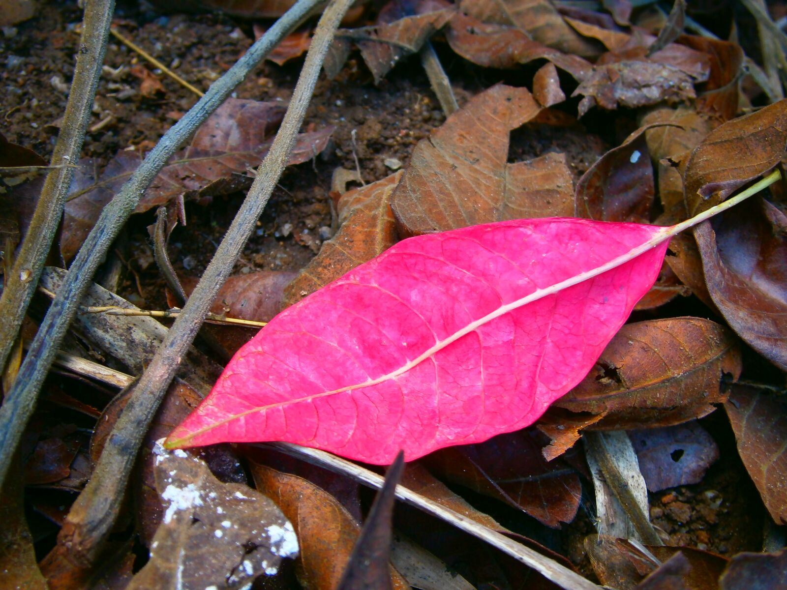 Olympus VG120,D705 sample photo. Red leaf, leaf, autumn photography