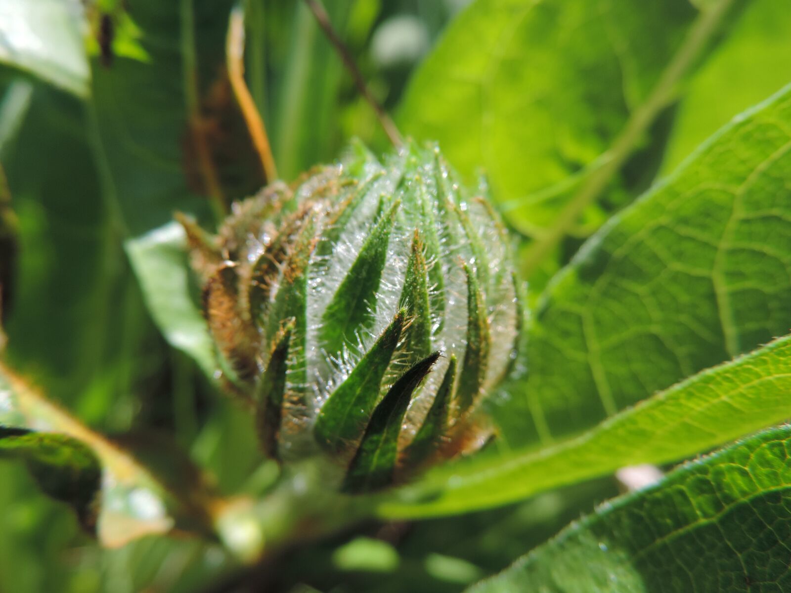 Nikon Coolpix P520 sample photo. Brown knapweed, park, green photography