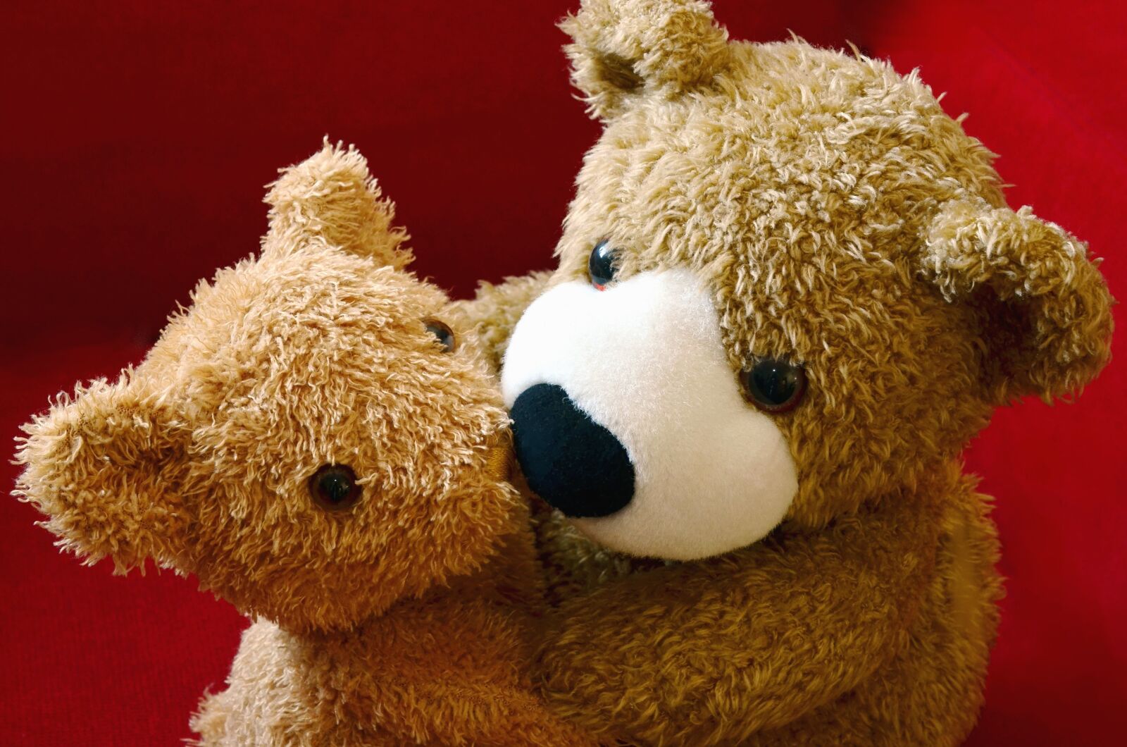 Nikon D5100 sample photo. Teddy bear, toy, hug photography