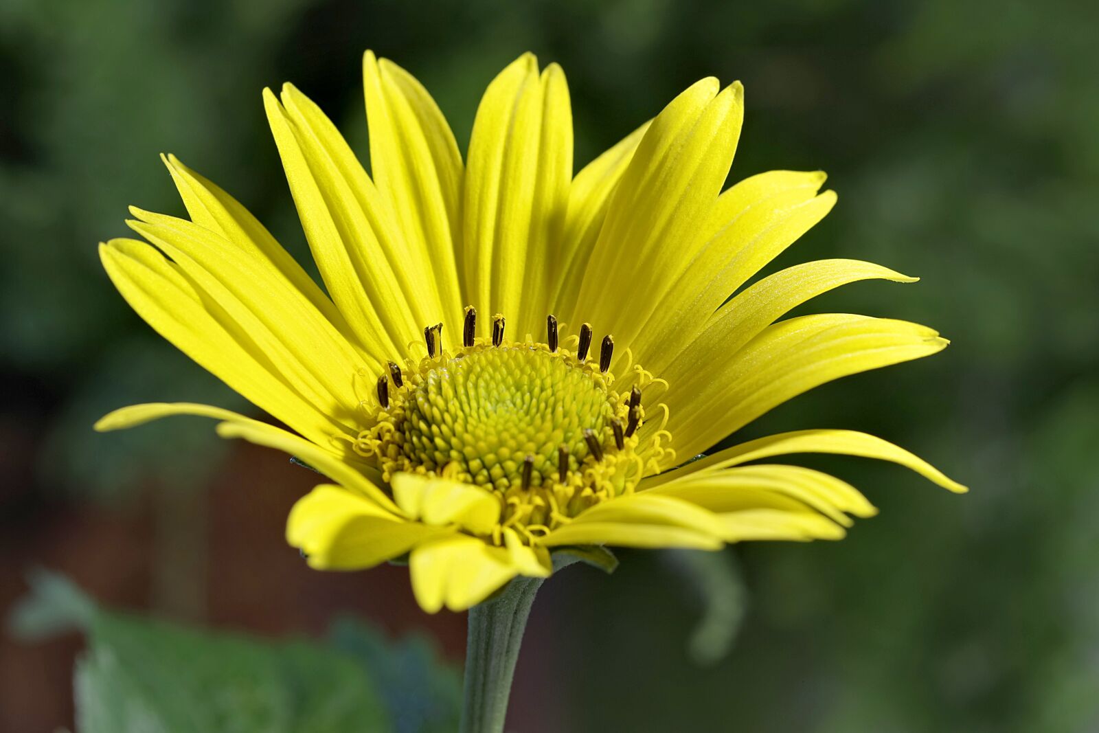 Pentax K-S2 sample photo. Flower, yellow, asteraceae photography