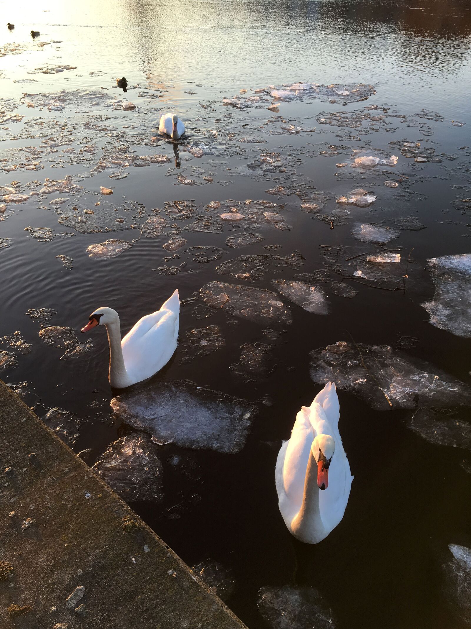 Apple iPhone SE sample photo. Swans, river, main photography