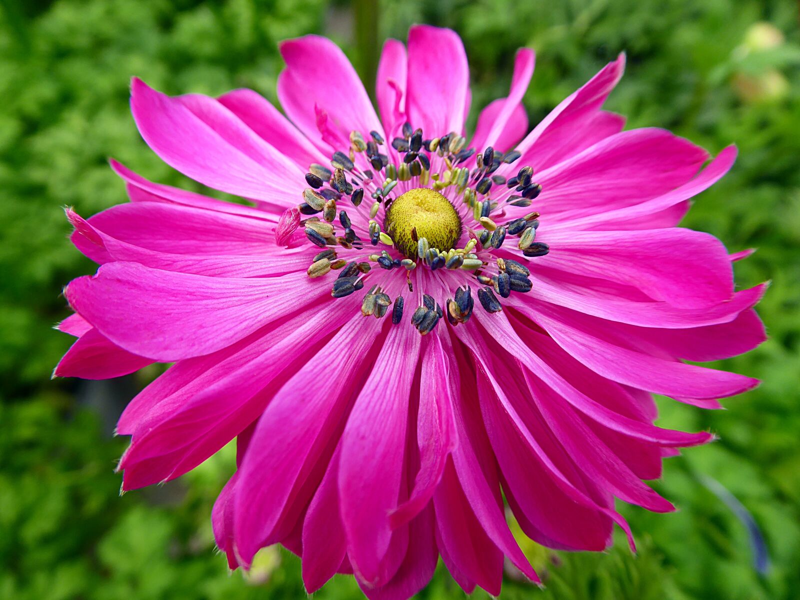 Panasonic Lumix DMC-ZS50 (Lumix DMC-TZ70) sample photo. Anemone, flower, spring photography