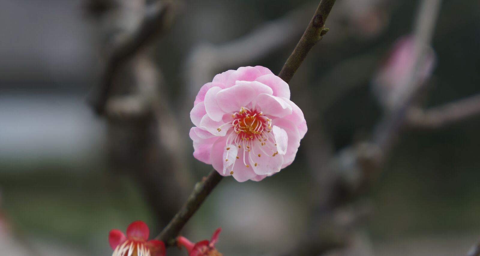 Sony Alpha NEX-7 sample photo. Pink, plum blossom, flower photography