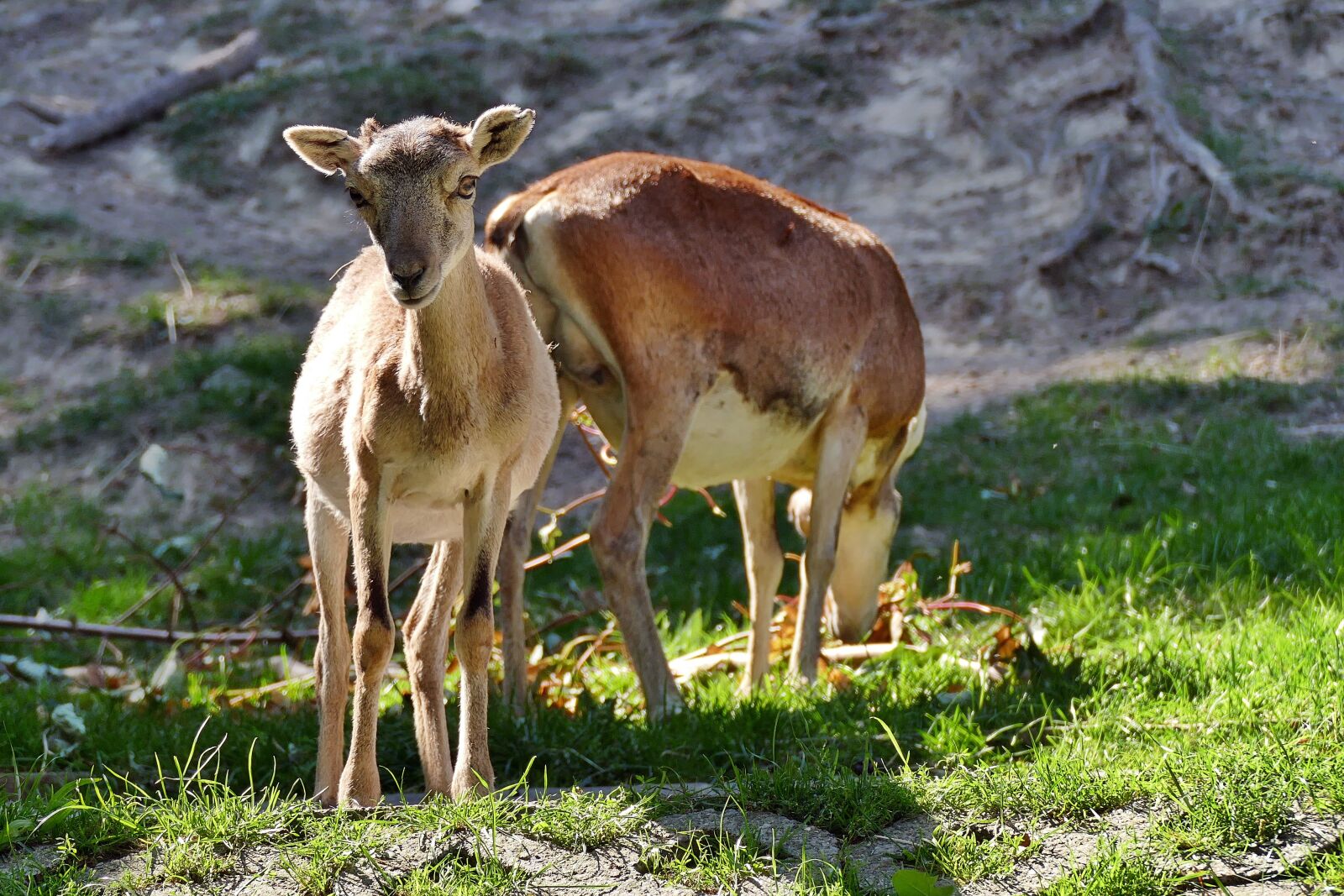 Panasonic Lumix DMC-FZ1000 sample photo. Mouflon, young animal, ovis photography