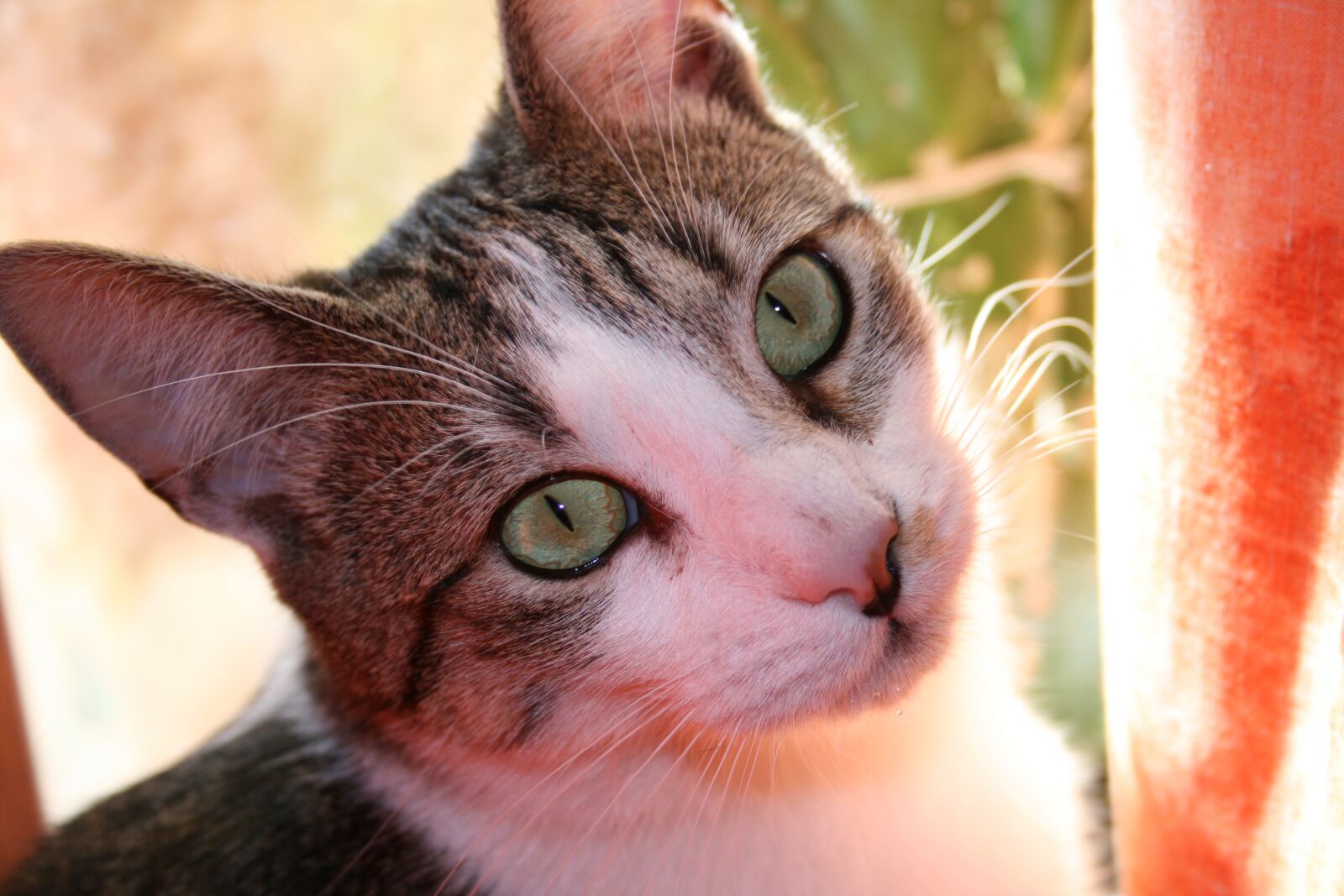 Canon EOS 400D (EOS Digital Rebel XTi / EOS Kiss Digital X) sample photo. Cat, cat's eyes, mieze photography