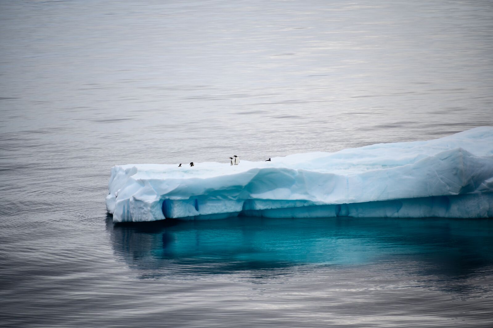 Nikon Z6 sample photo. Antarctica, iceberg, ice photography
