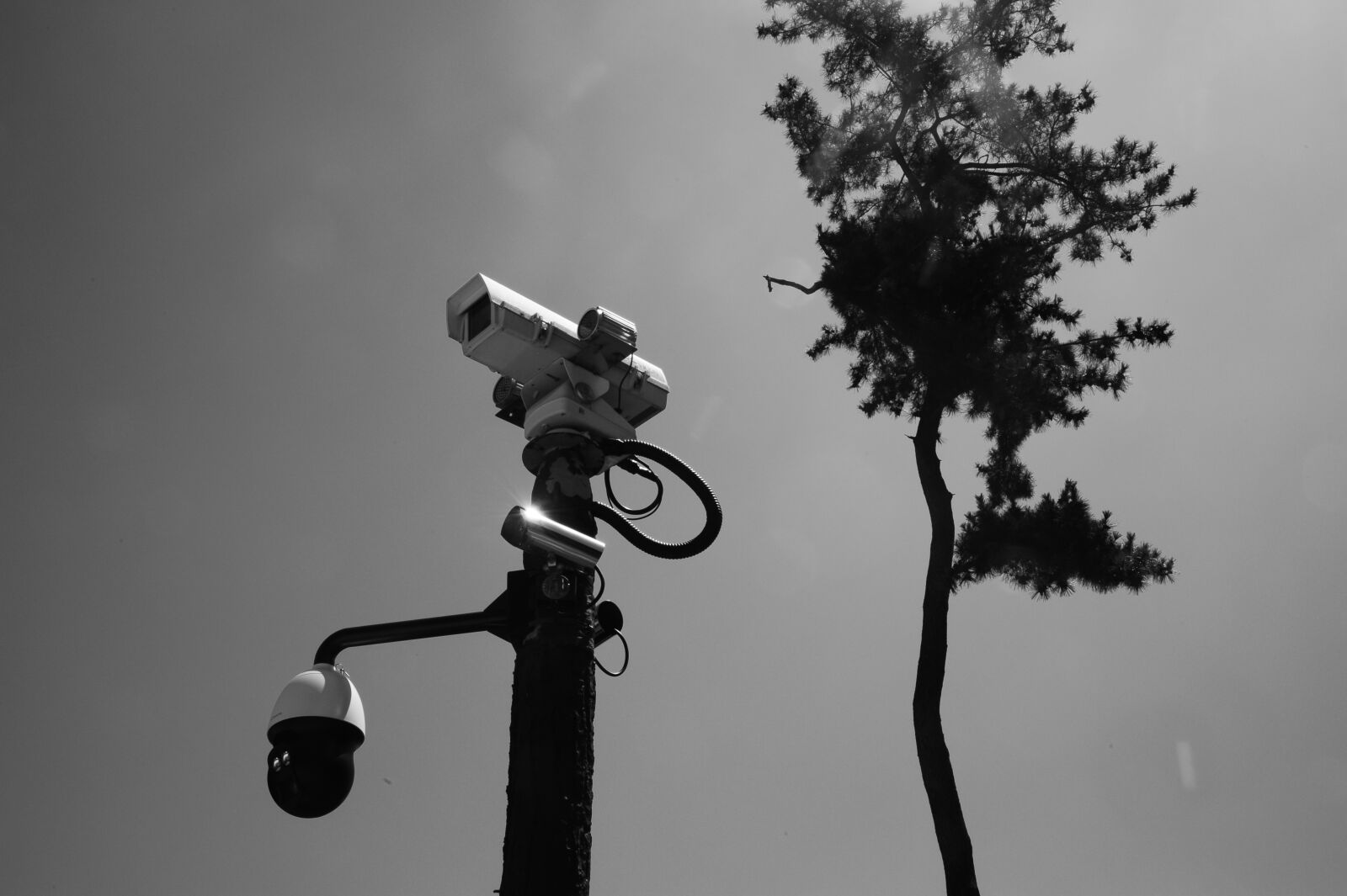 Nikon D700 sample photo. Pine, cctv, line photography