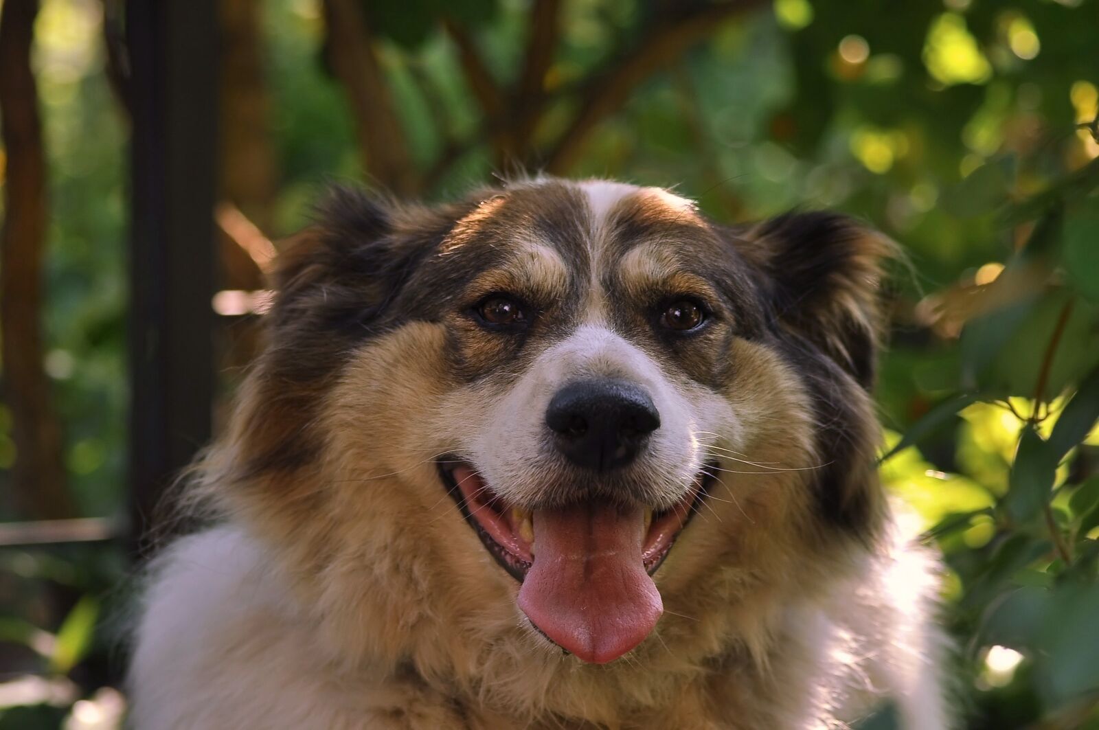 Nikon D90 sample photo. Dog, pet, happiness photography