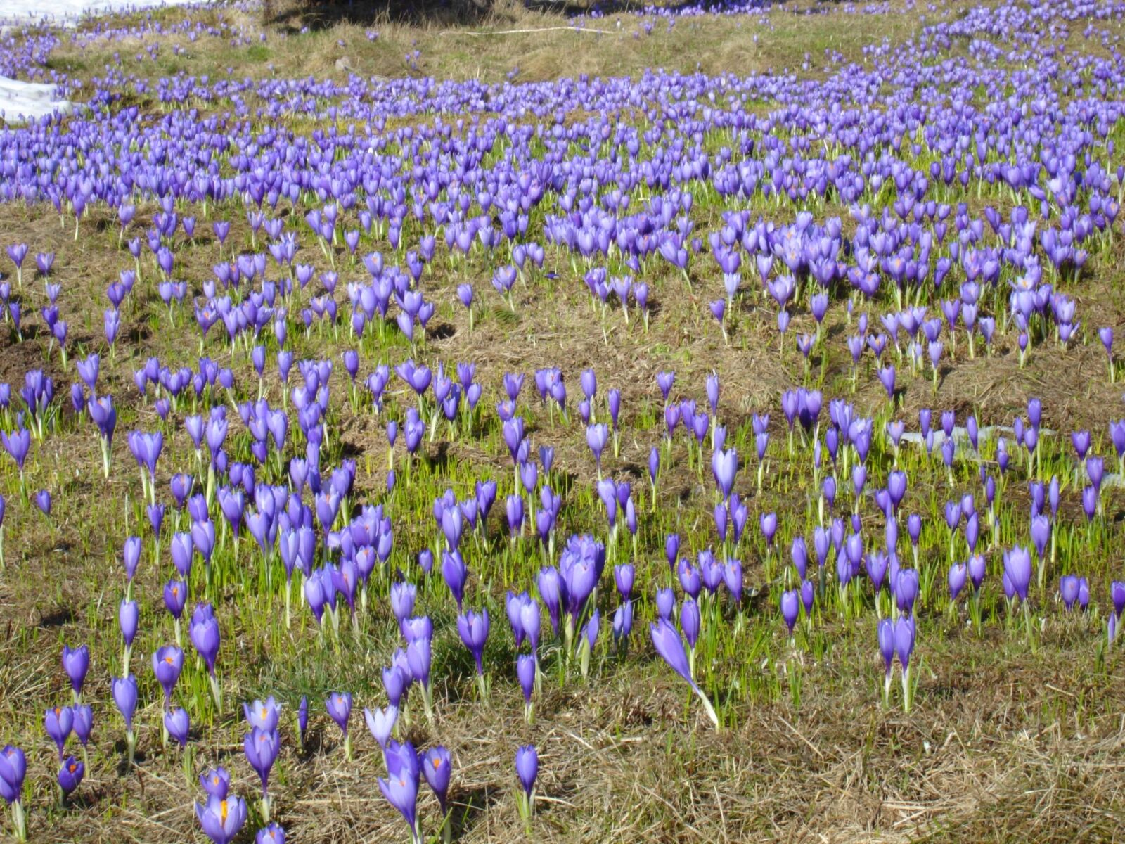 Sony DSC-P150 sample photo. Crocuses, flowers, purple photography