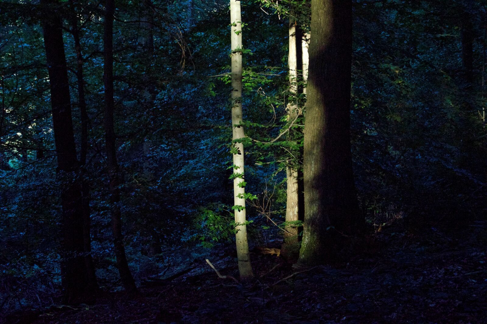 Nikon D3200 sample photo. Last sunbeam, abendstimmung, forest photography