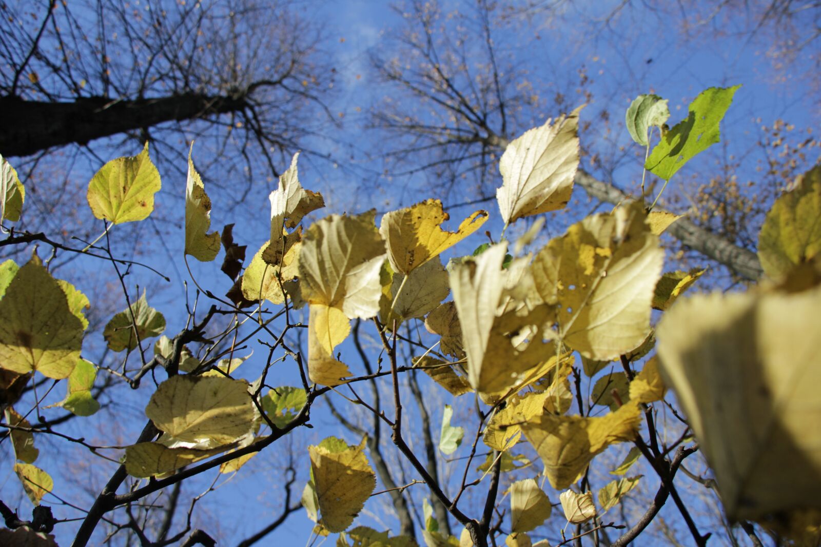 Canon EOS 550D (EOS Rebel T2i / EOS Kiss X4) sample photo. Autumn, leaves, trees photography