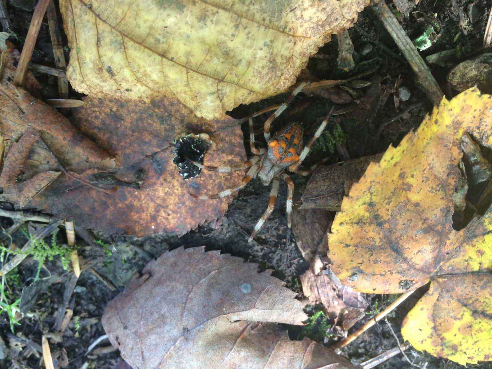 Apple iPhone 5s sample photo. Spider, autumn, forest photography