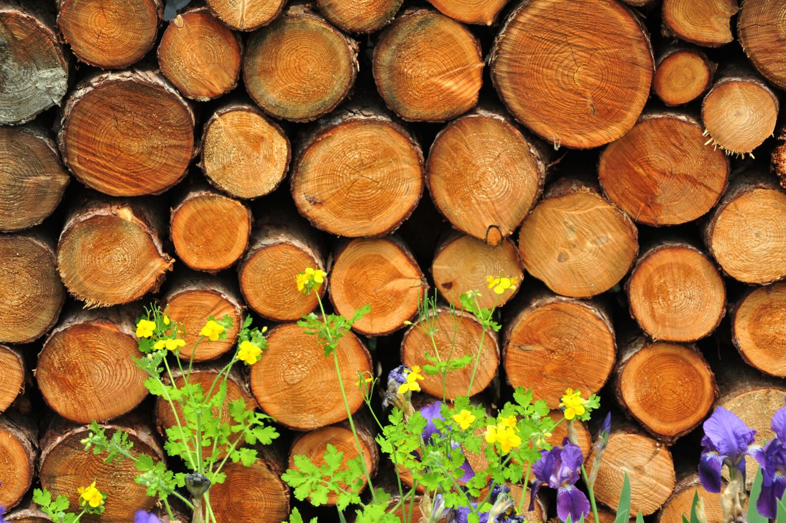 Nikon D700 sample photo. Wood, firewood, background photography