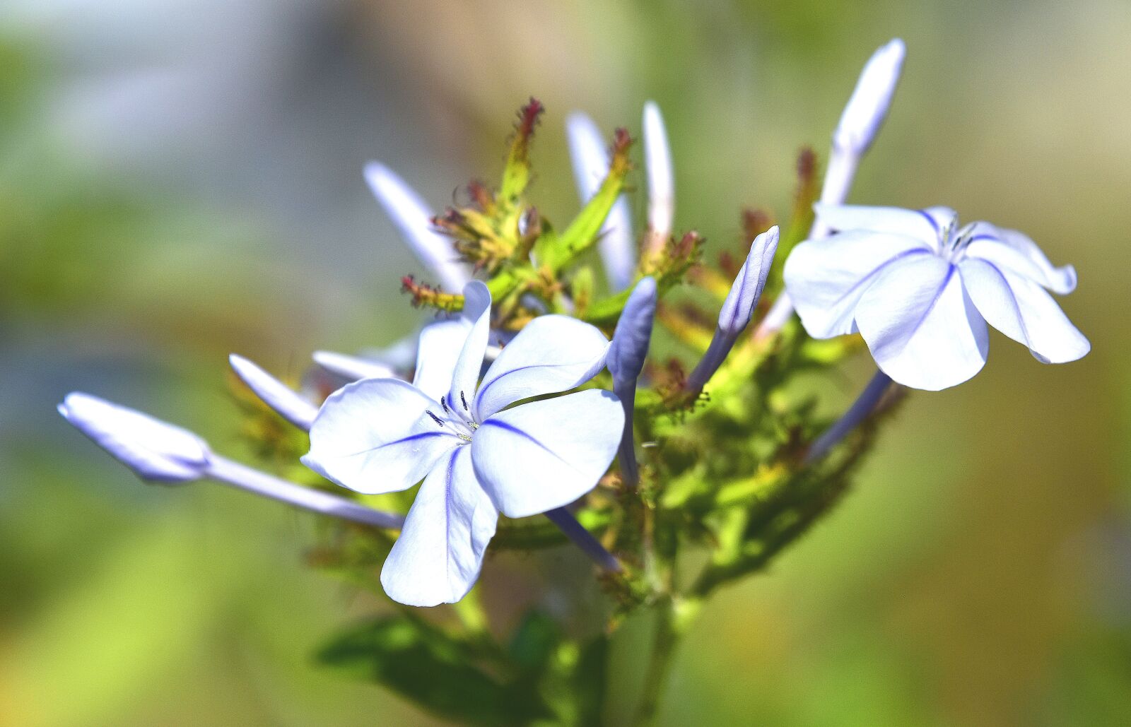 Nikon D7200 sample photo. Flora, garden, nature photography