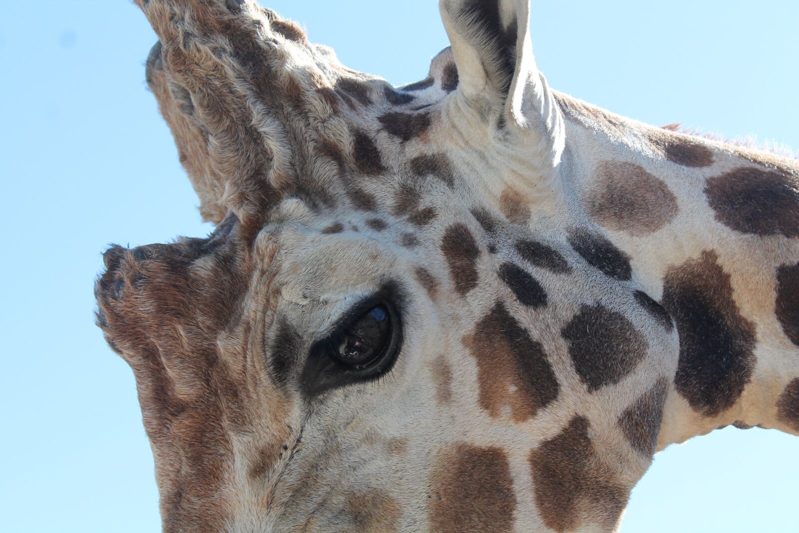Canon EOS 1100D (EOS Rebel T3 / EOS Kiss X50) sample photo. Giraffe, eye, close photography