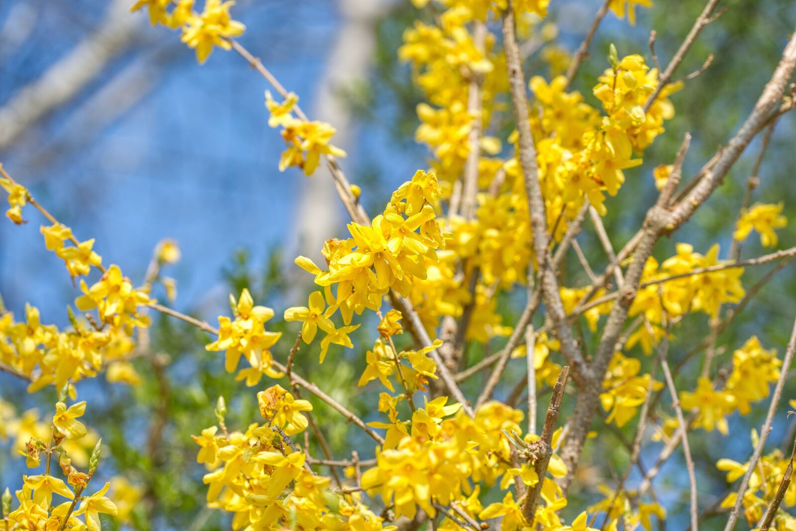 Nikon D750 sample photo. Laburnum, bloom, ornamental shrub photography