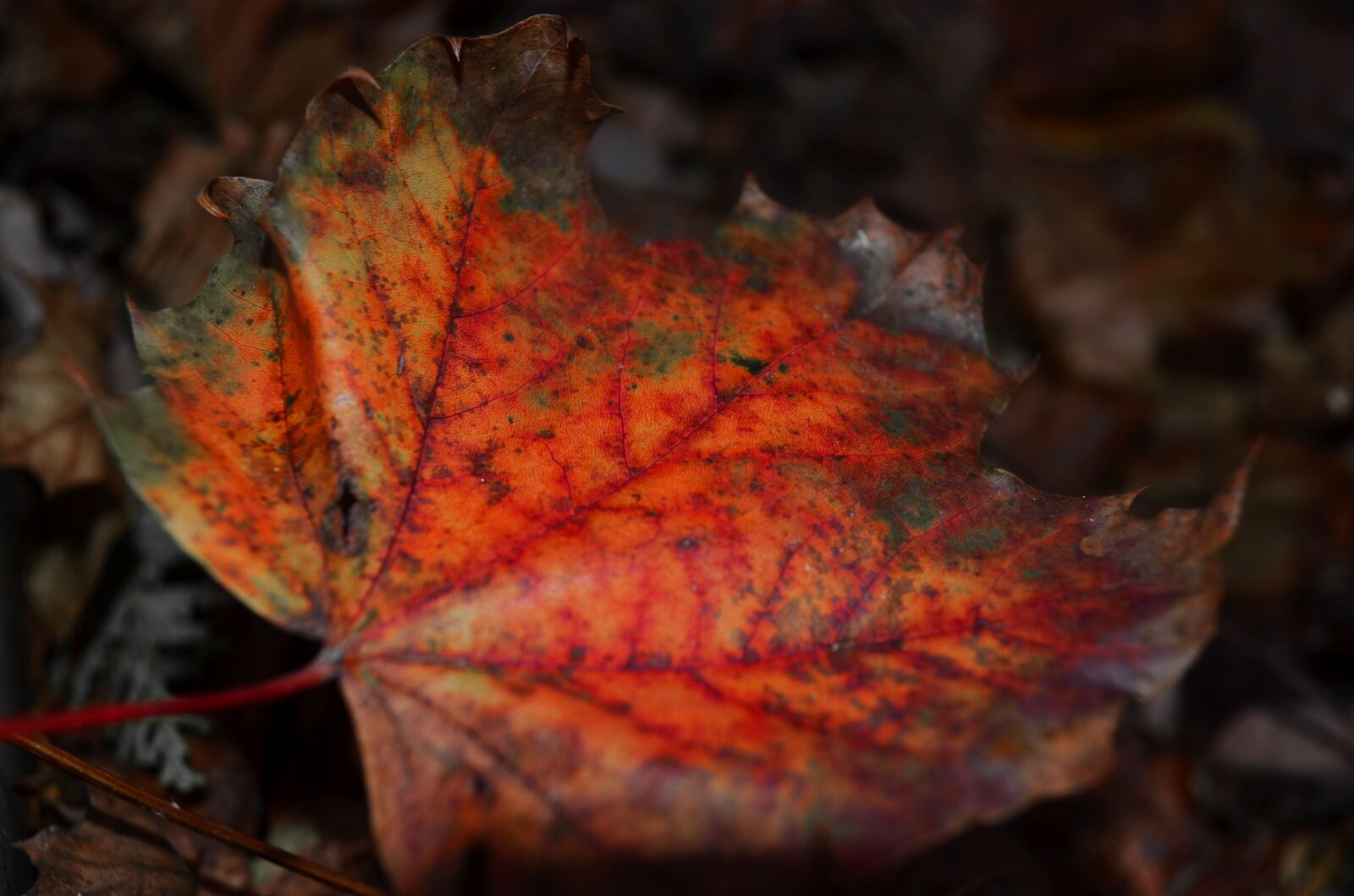Nikon D5100 sample photo. Leaf, maple, red photography