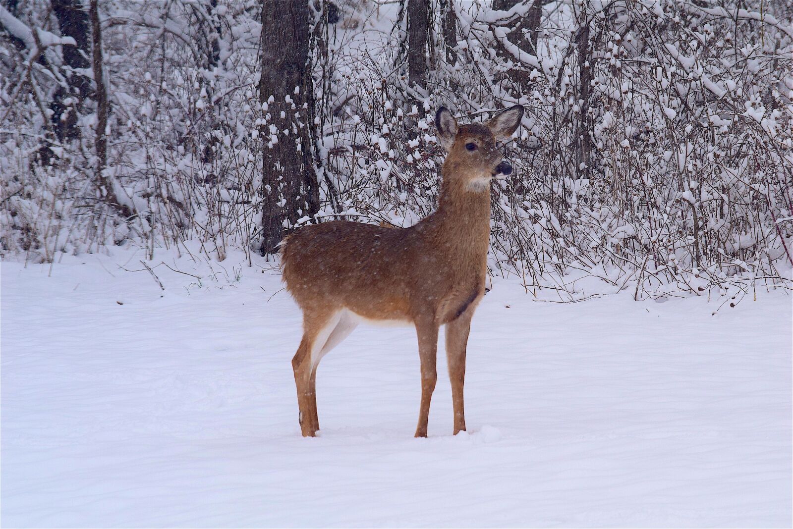 Nikon D3300 sample photo. Deer, snow, woods photography