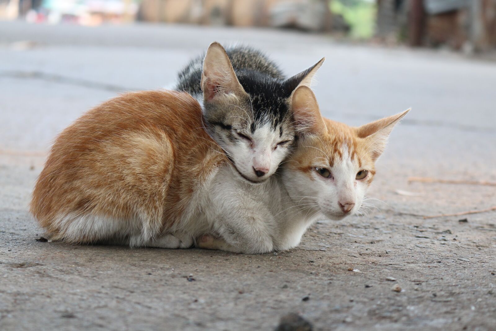 Canon EOS 70D sample photo. Couple, cat, love photography