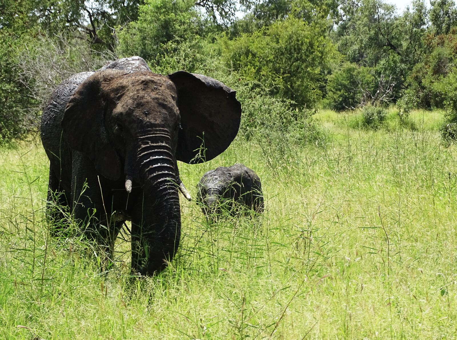 Sony Cyber-shot DSC-HX400V sample photo. Elephant, safari, africa photography
