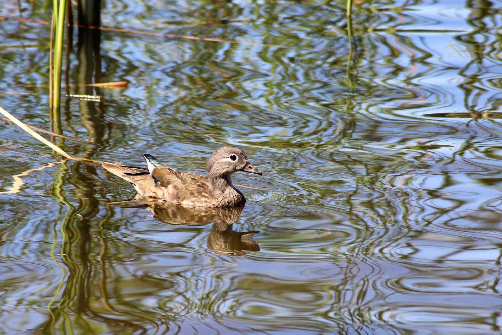 Canon EOS 600D (Rebel EOS T3i / EOS Kiss X5) sample photo. Duck, gadwall, water bird photography