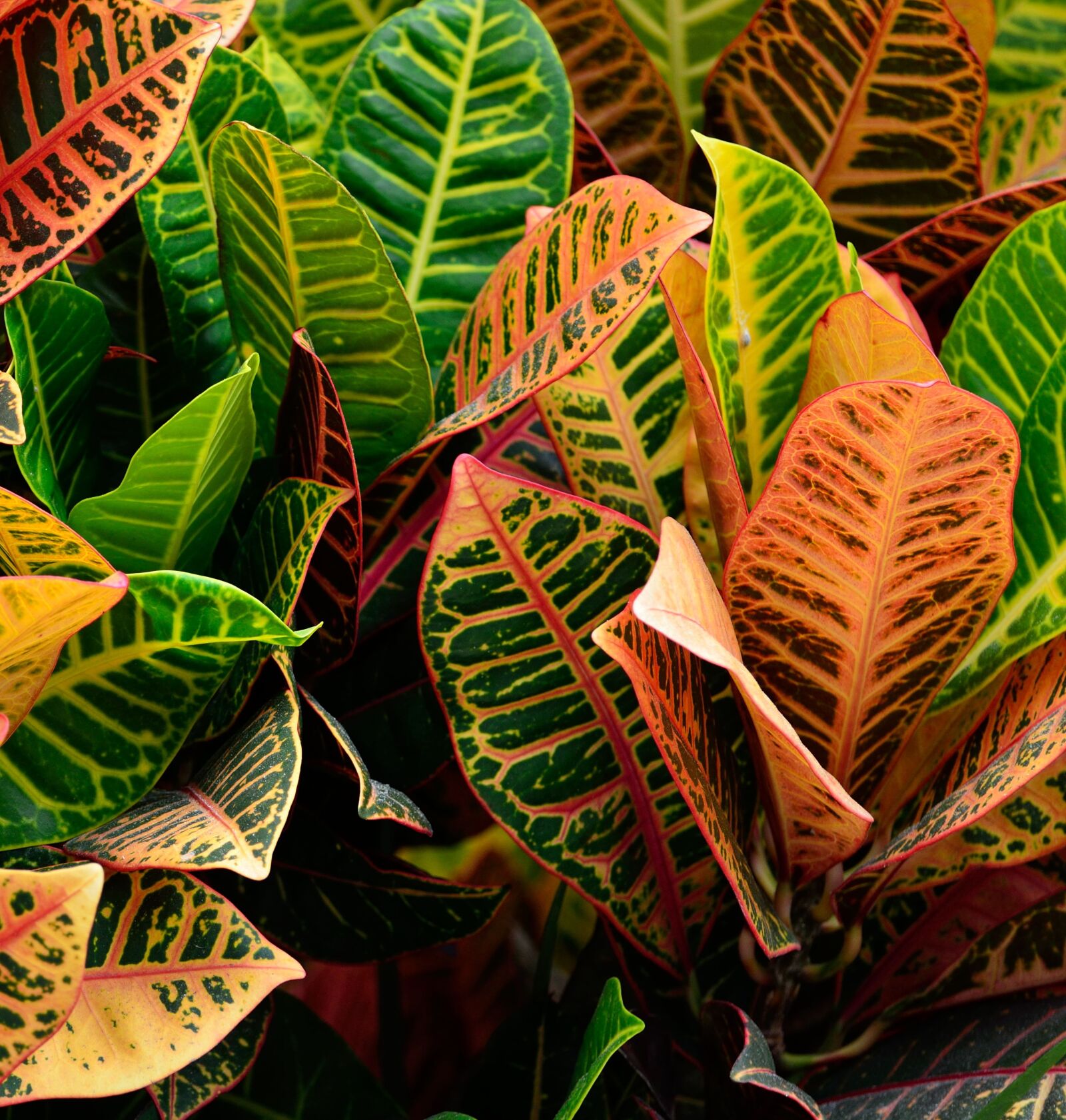 Nikon D7000 sample photo. Croton plant, vibrant, garden photography