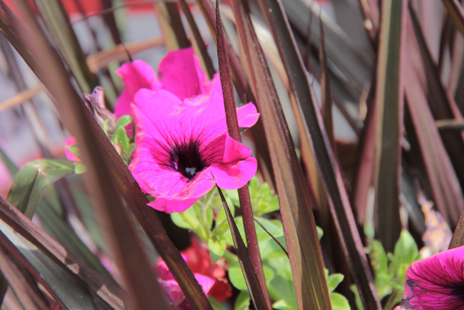 Canon EOS 60D sample photo. Flower, nature, leaf photography