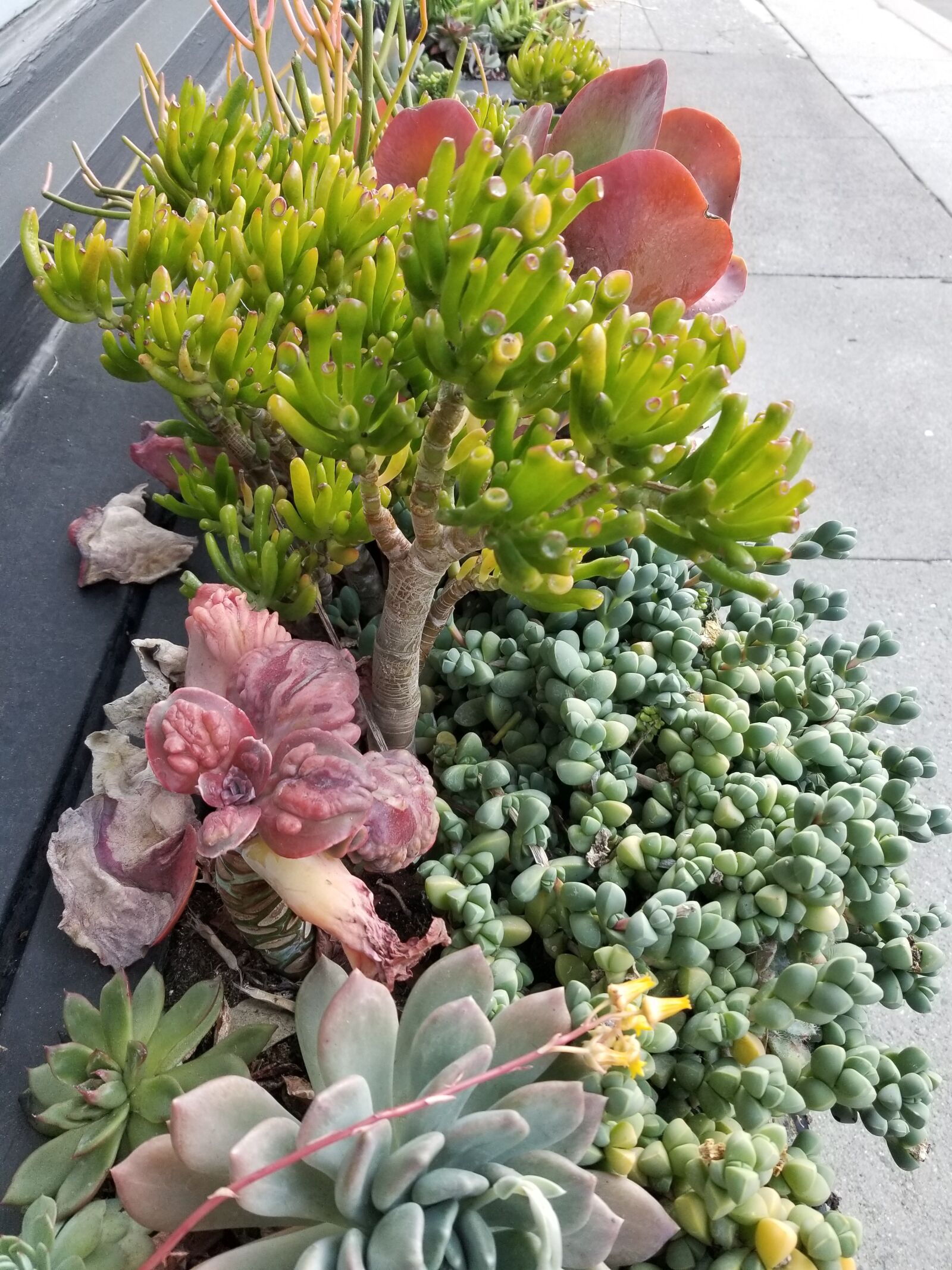 Samsung Galaxy S8 sample photo. Succulents, plants, cactus photography