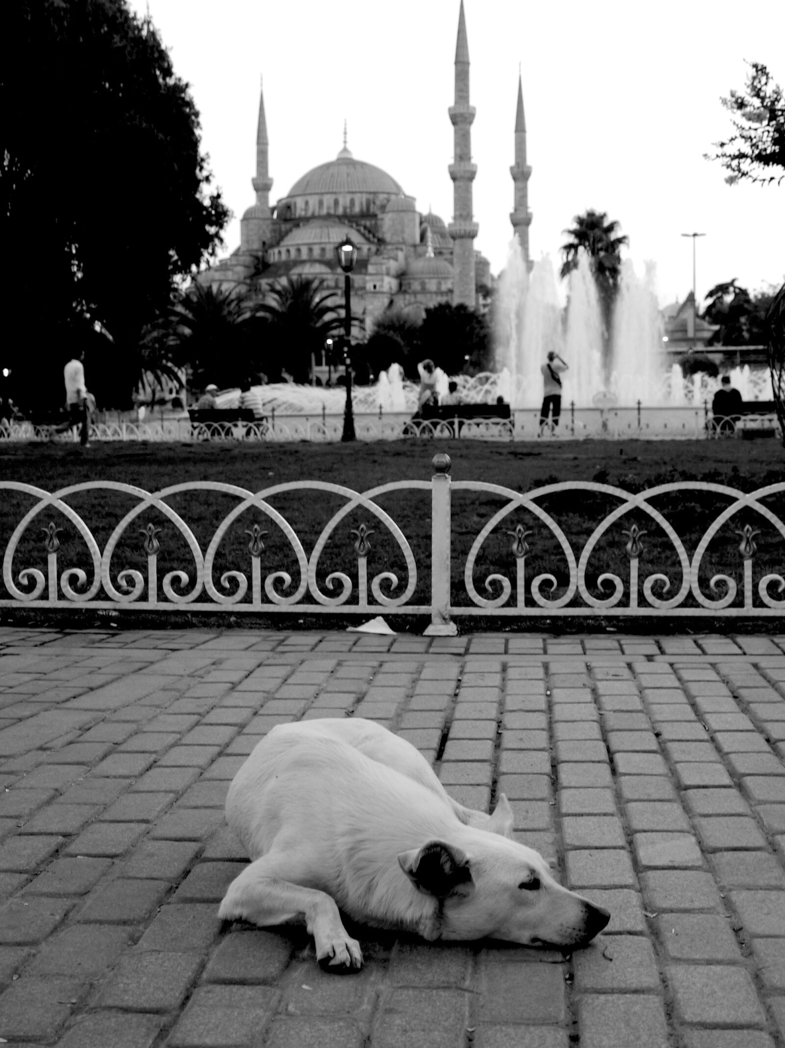 Panasonic Lumix DMC-G1 sample photo. Blue mosque, dog, istanbul photography