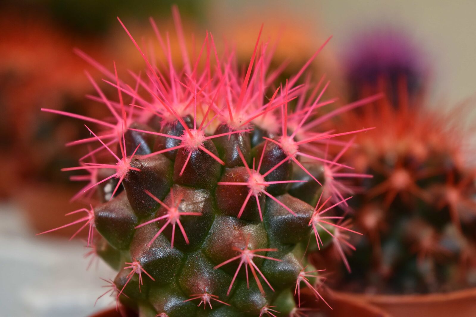 Nikon D5500 sample photo. Cactus, close-up, desert plant photography