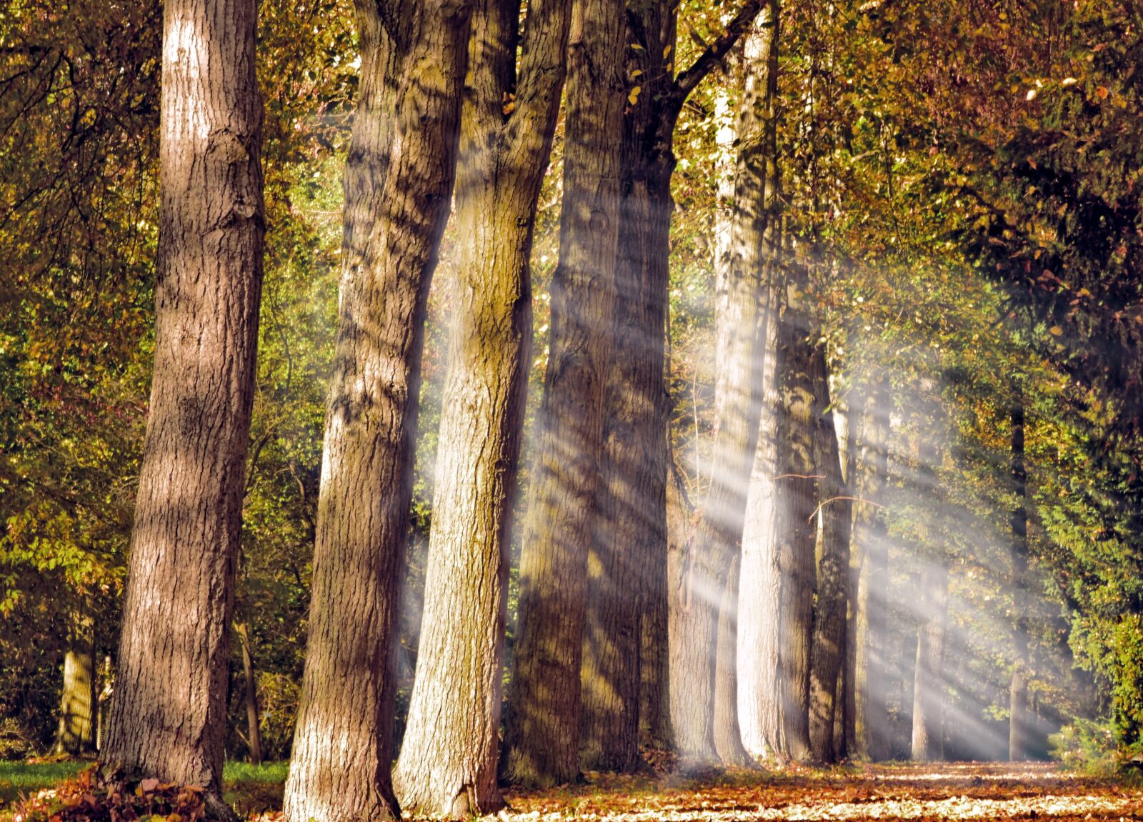 Nikon D5600 sample photo. Avenue, trees, deciduous trees photography