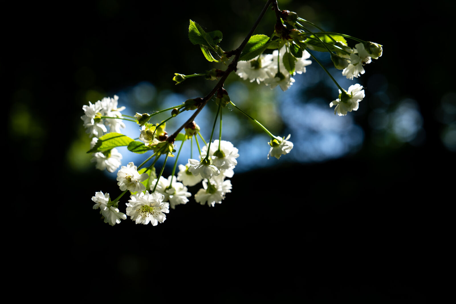 Sony a7R IV sample photo. Flower of the tree photography
