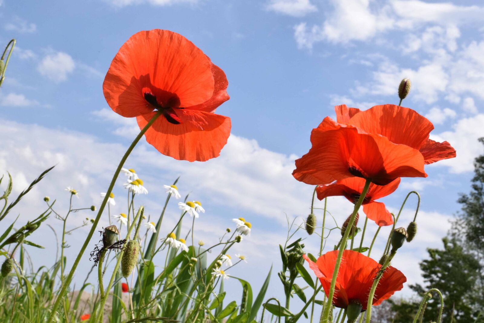 Nikon D3300 sample photo. Flora, field, poppy, summer photography