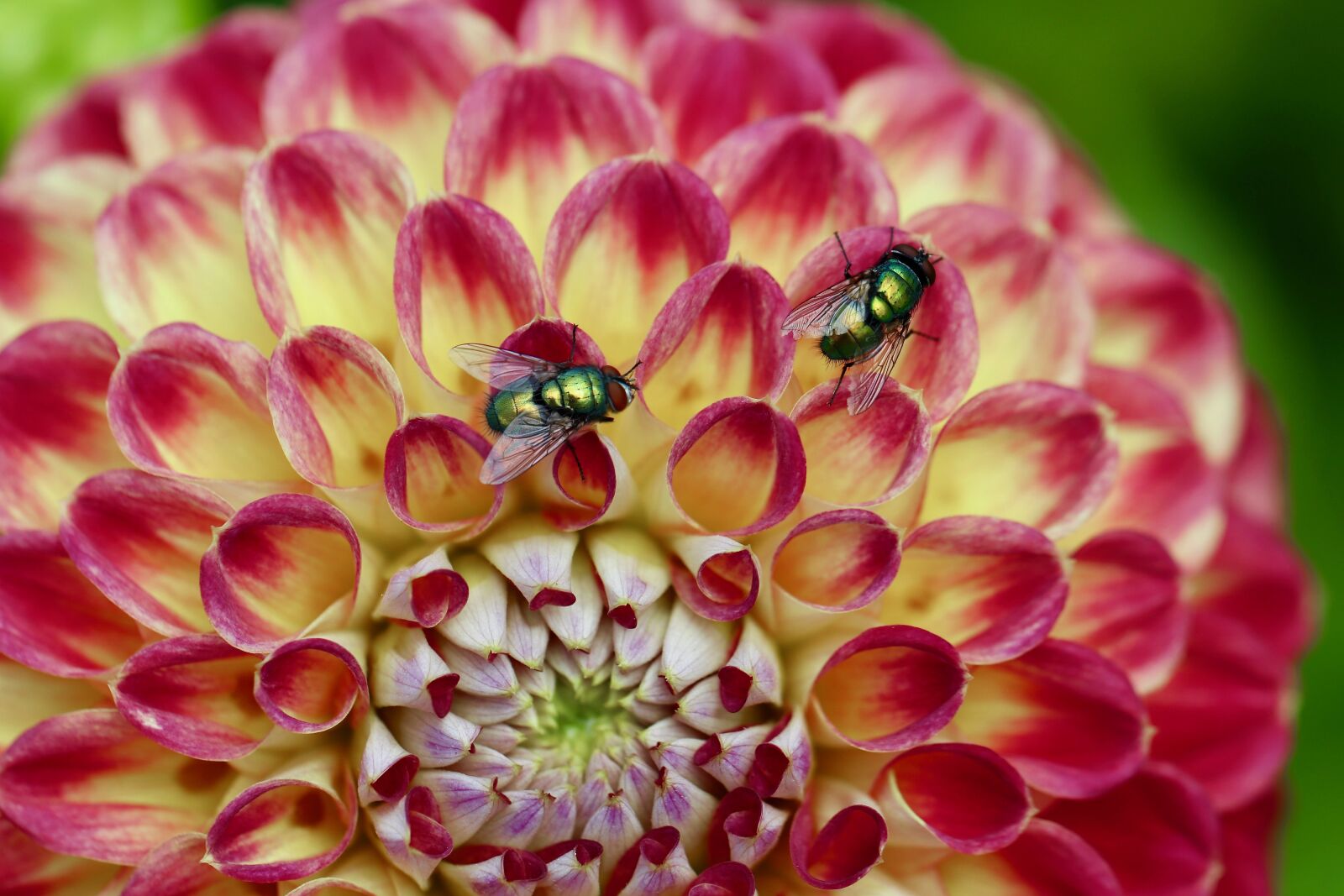 Canon EOS 800D (EOS Rebel T7i / EOS Kiss X9i) sample photo. Dahlia, flies, insects photography