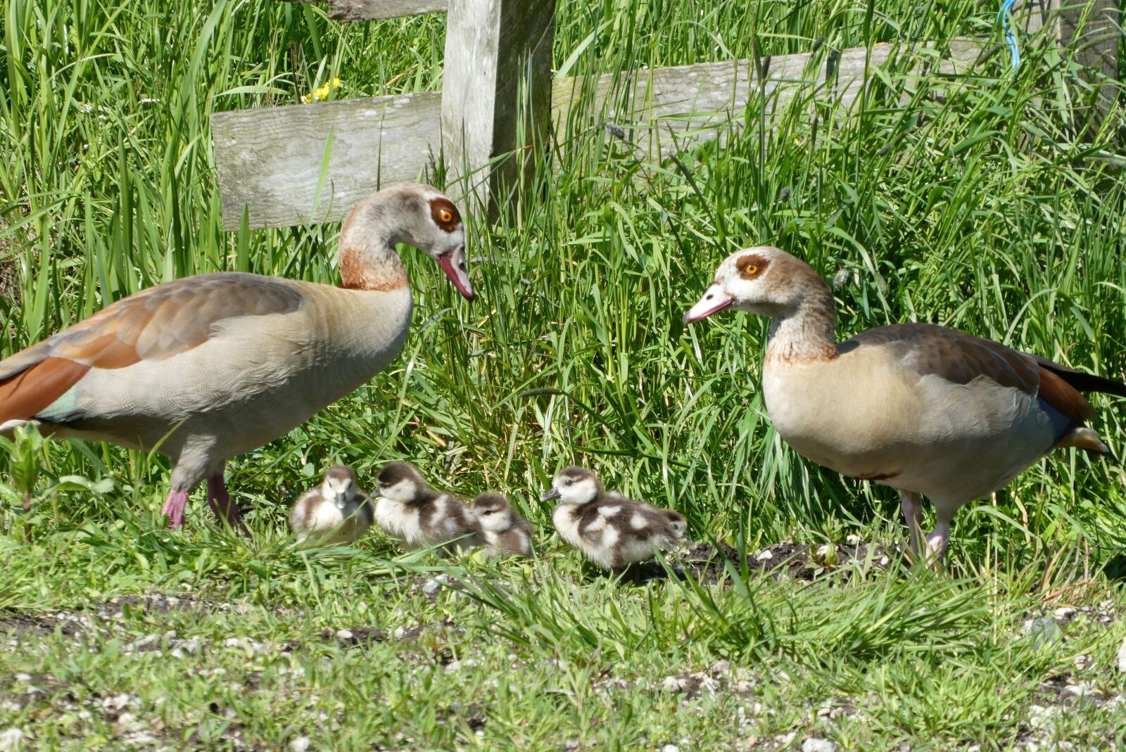 Panasonic Lumix DC-ZS70 (Lumix DC-TZ90) sample photo. Nile goose, fledglings, boy photography