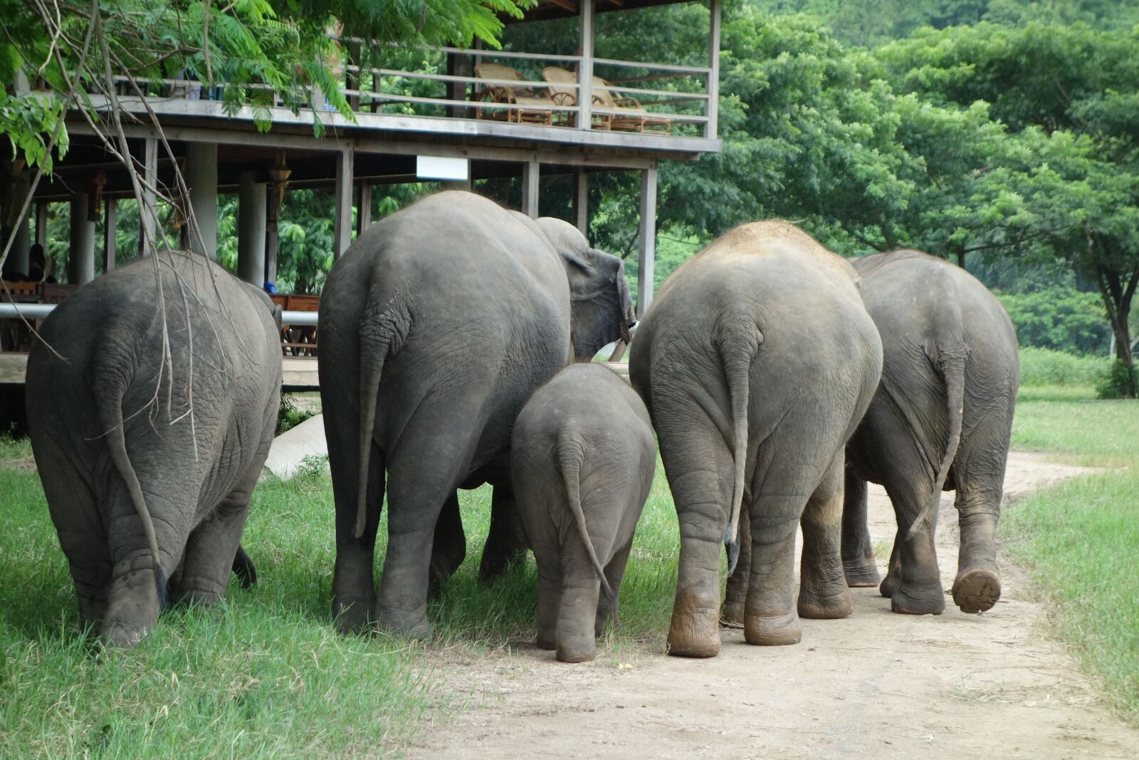 Sony Cyber-shot DSC-RX100 sample photo. Elephant, thailand, elephant nature photography