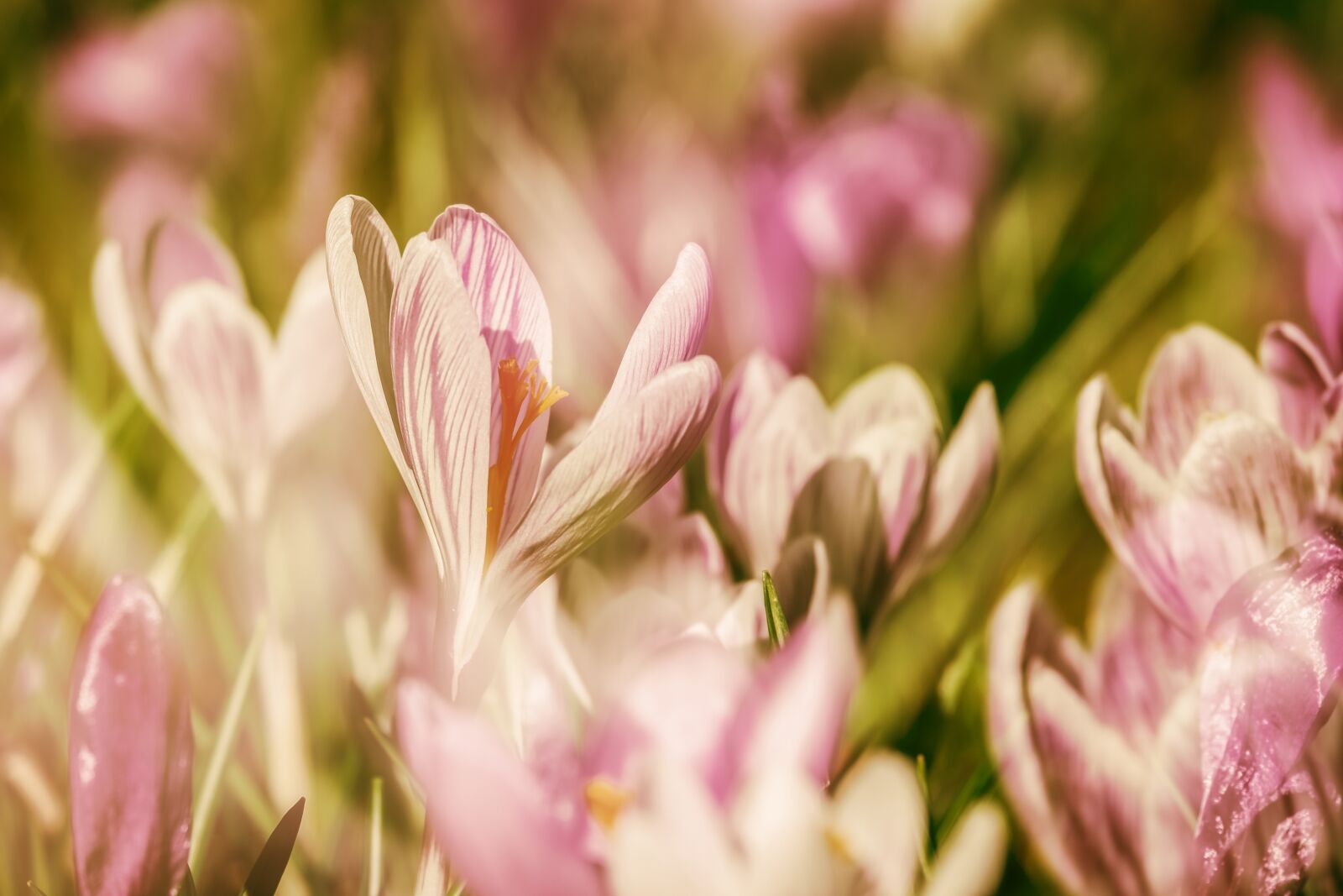 Fujifilm XF 55-200mm F3.5-4.8 R LM OIS sample photo. Crocus, double exposure, flowers photography