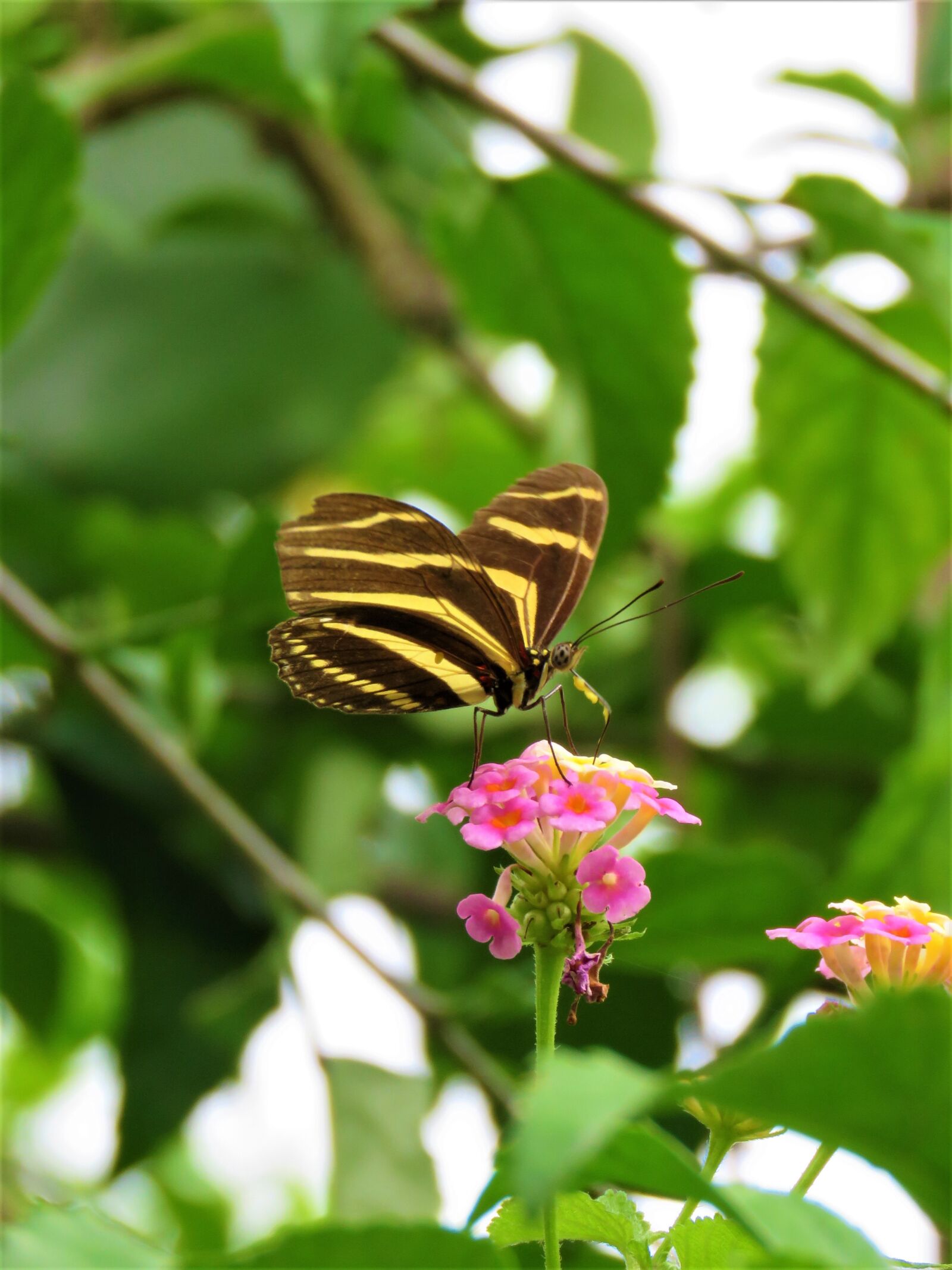 Canon PowerShot SX60 HS sample photo. Butterfly, flower, garden photography