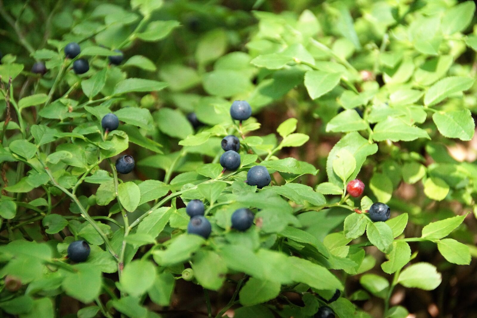 Sony SLT-A58 sample photo. Blueberries, bilberry, forest photography