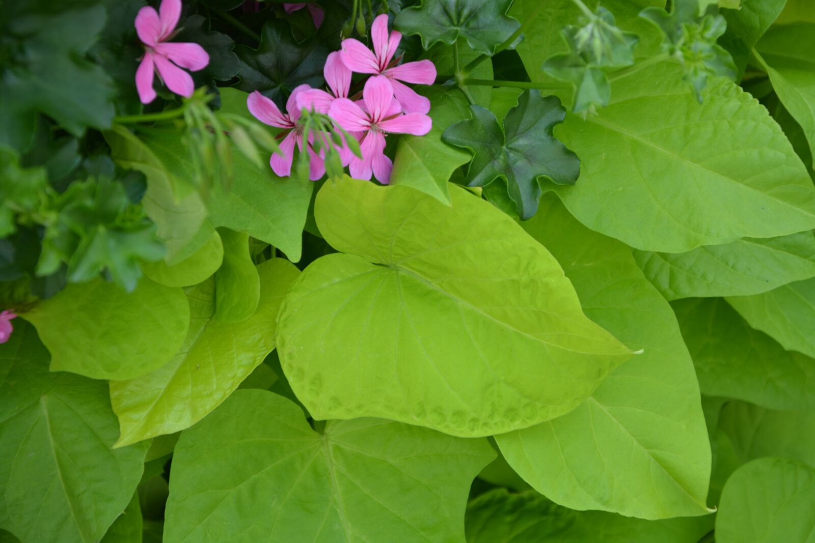 Nikon D5200 sample photo. Green leaves, green, leaf photography